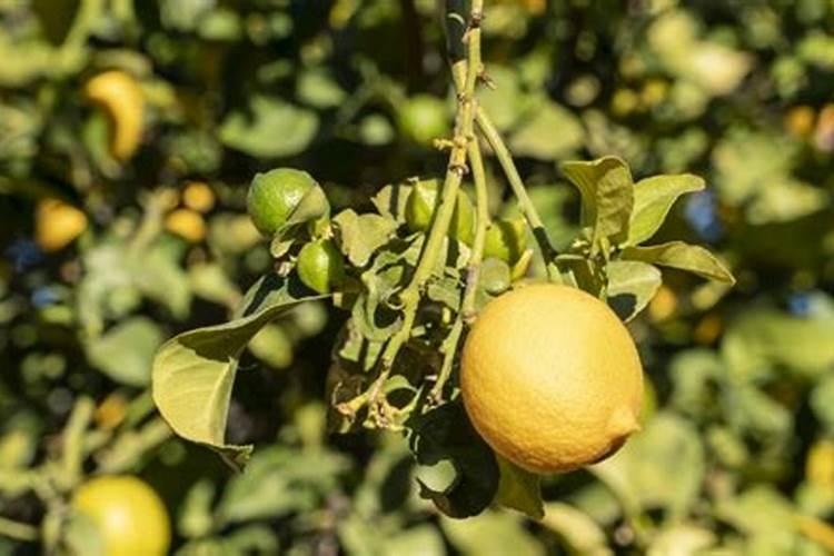柠檬施什么肥最好
