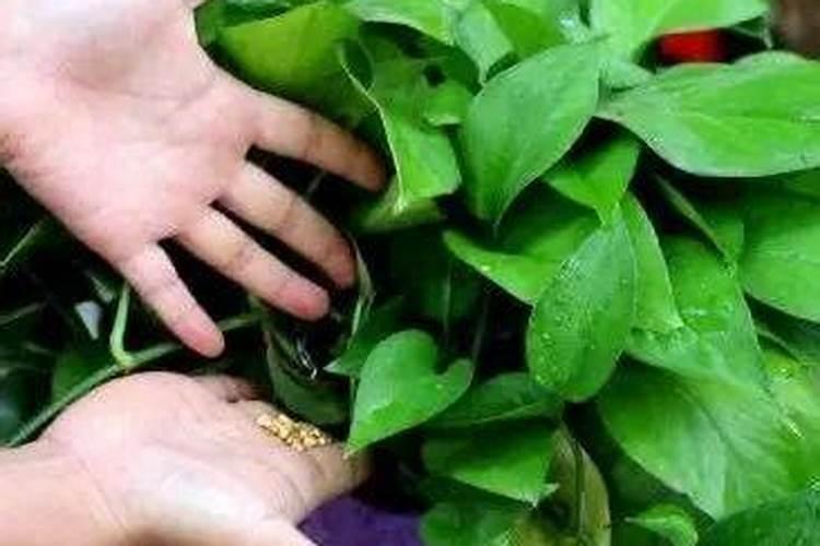 绿萝施什么肥好