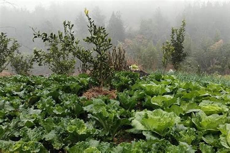 蔬菜水溶肥料的施用技术