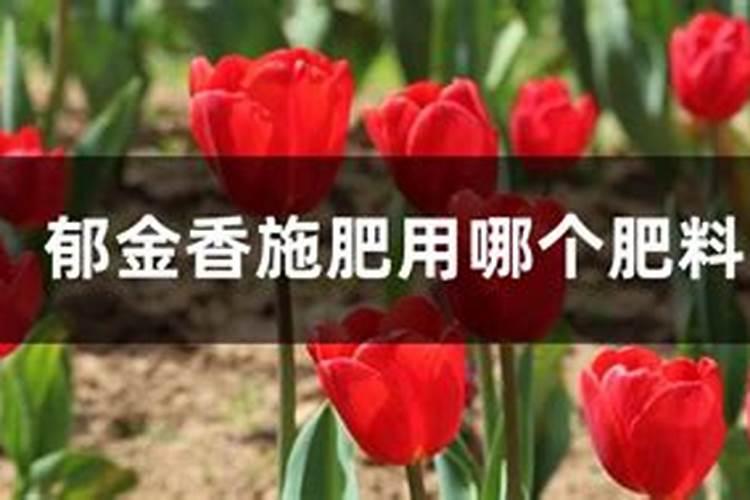 郁金香种球是否全埋土里