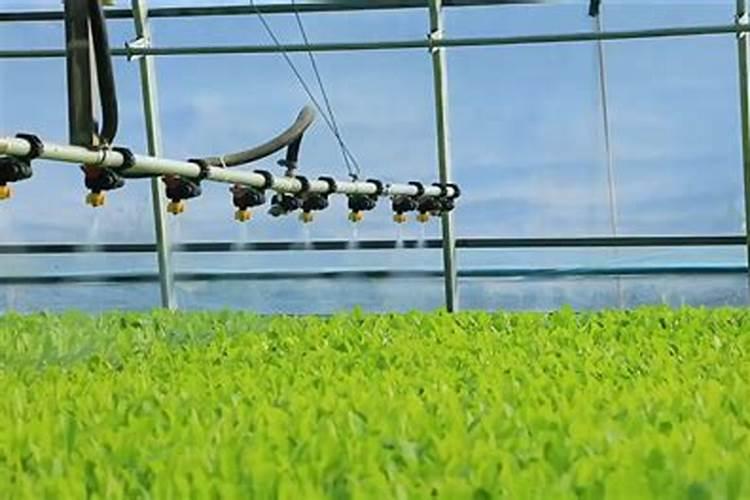 【莴笋】促长+控旺,施莱宝双效合一!