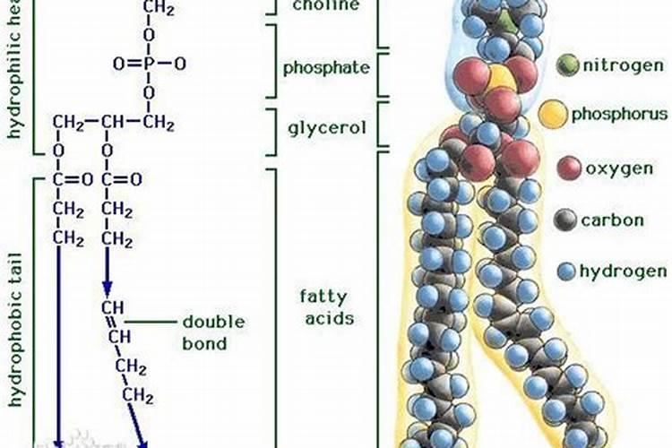 磷肥在植物生长发育中起到什么作用？