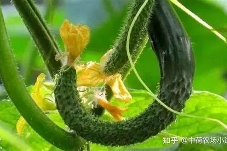 fau再生bb霜怎么样fau再生bb霜好用吗