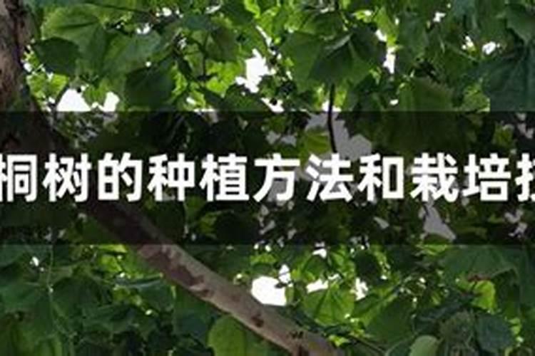 宜昌有车厘子采摘吗？