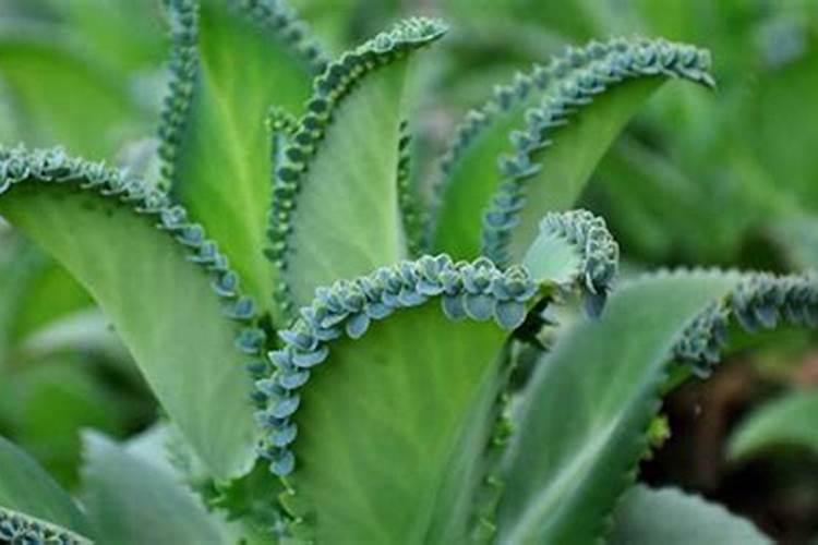 落地生根用什么肥料好呢