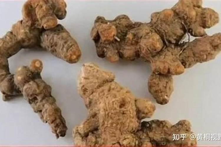 苍术种植技术与栽培管理