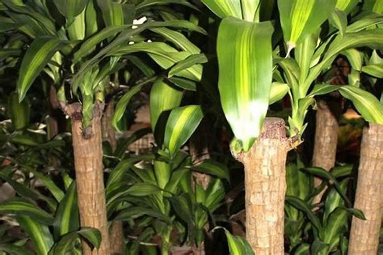 巴西木的养殖方法和注意事项是什么？