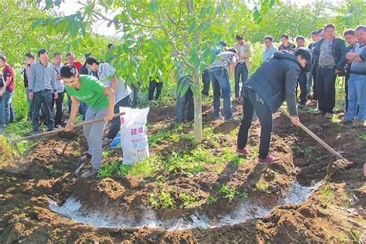 浇冻水的冬小麦春天什么时候浇头水