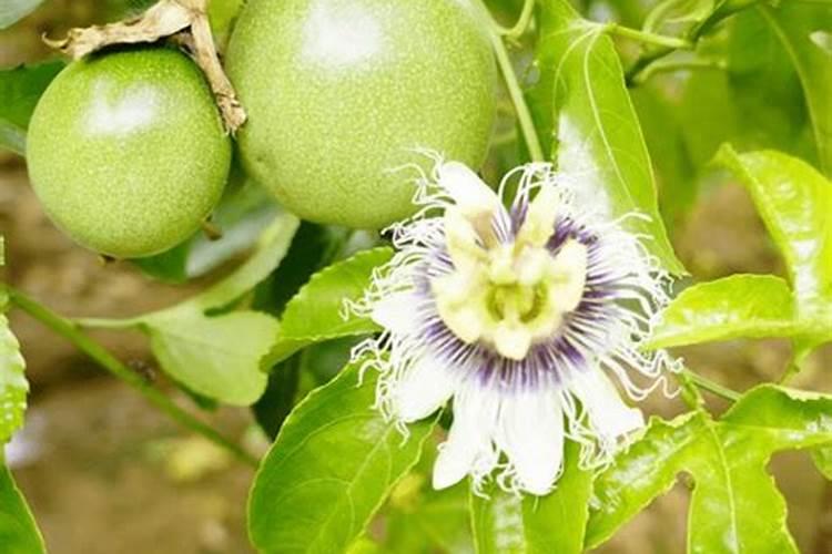 紫苏掐头还是掐叶