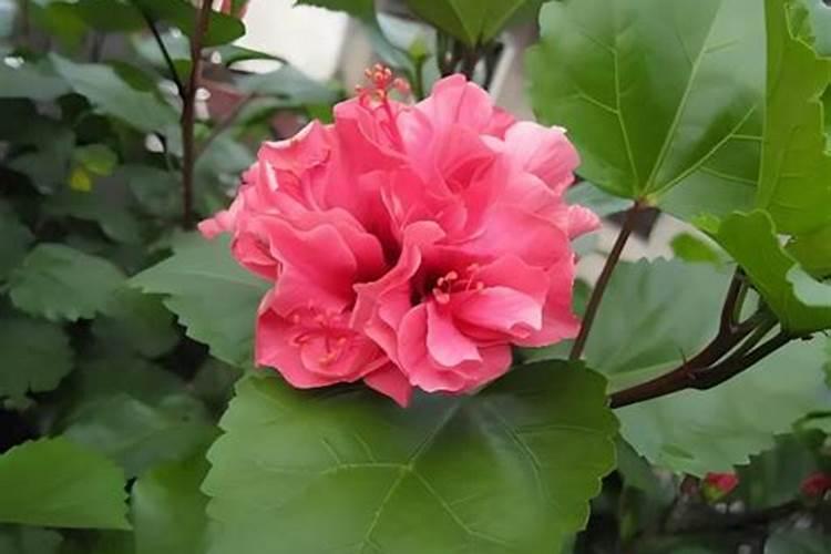 扶桑叶子蔫了怎么挽救 扶桑叶子蔫了的方法