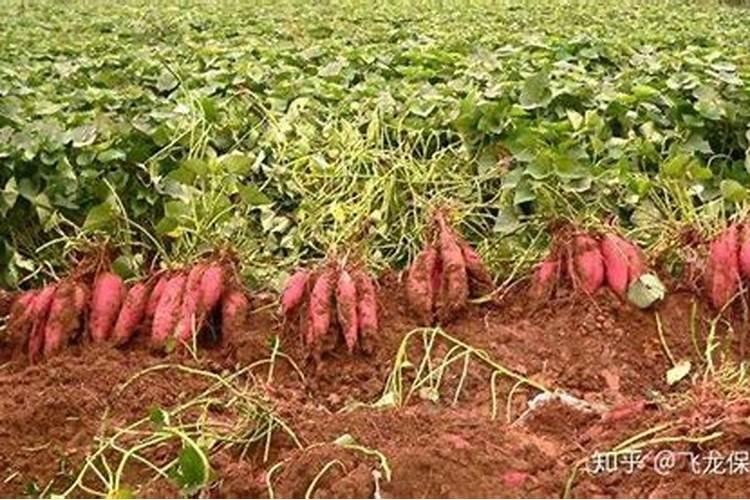 中国化肥十大化肥品牌排行榜