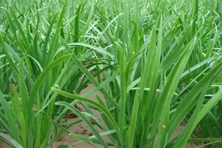 韭菜小葱应该怎样追肥