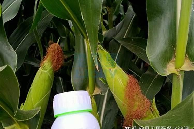 樱桃硬核期使用什么肥