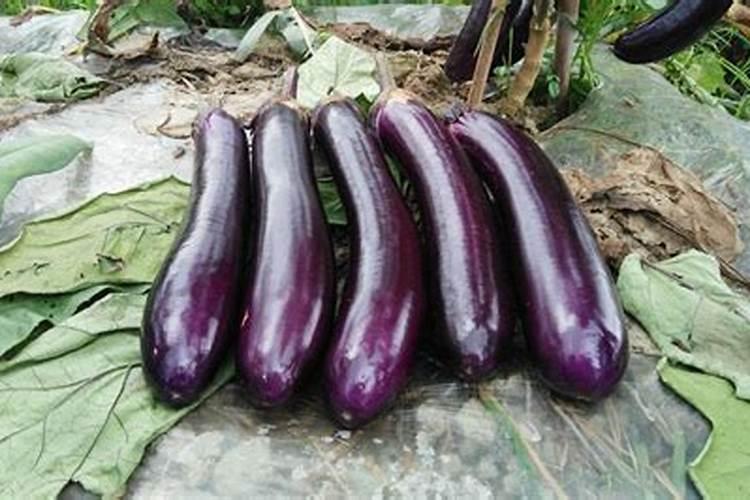 辣椒茄子坐果期怎么追肥