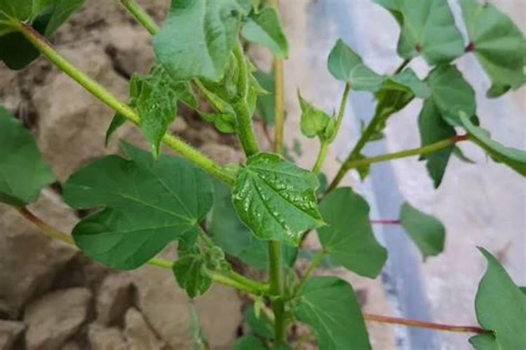 给棉花浇哪种肥好？配比是什么？