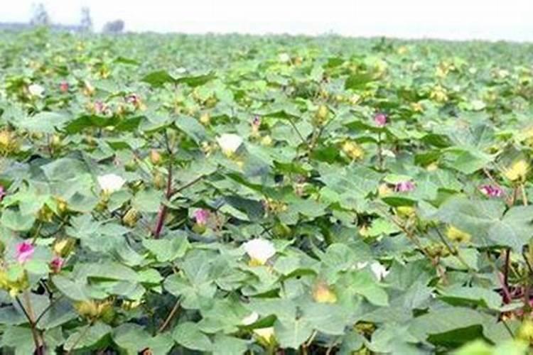 棉花的埋肥每株多少克？