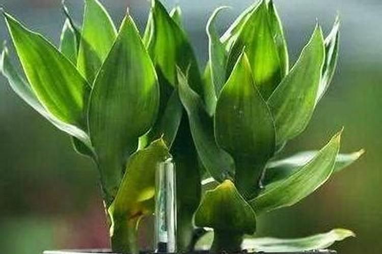 怎么让草莓苗又粗又壮