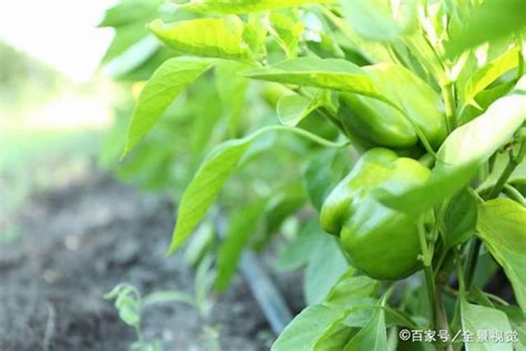 为什么说喷施钙肥容易产生药害。钙肥更容易产生药害的原因是什么百度...