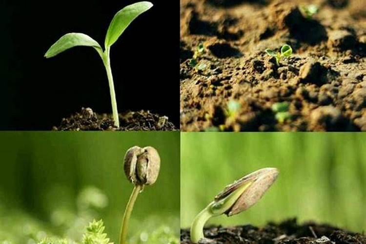 苹果树补钙几月份最好