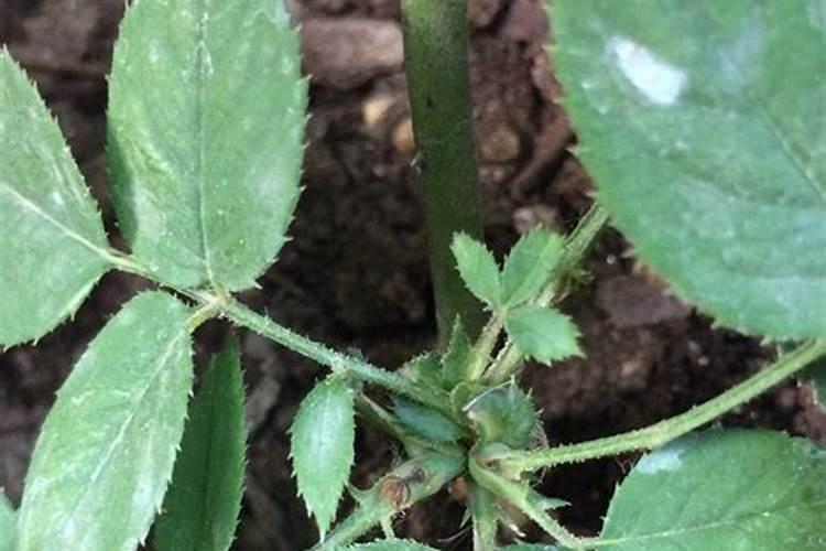 月季为什么会盲芽