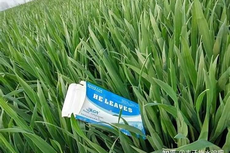 玉米的条纹黄叶病打什么药