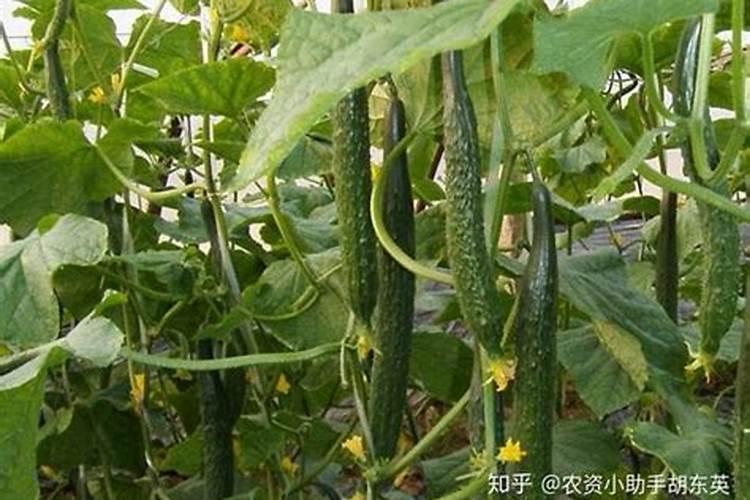 黄瓜喷什么药花不掉？