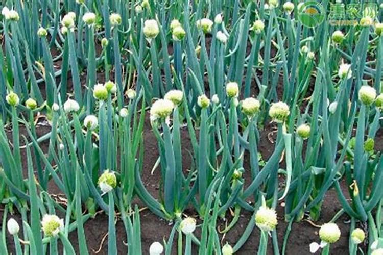 葱施什么肥好