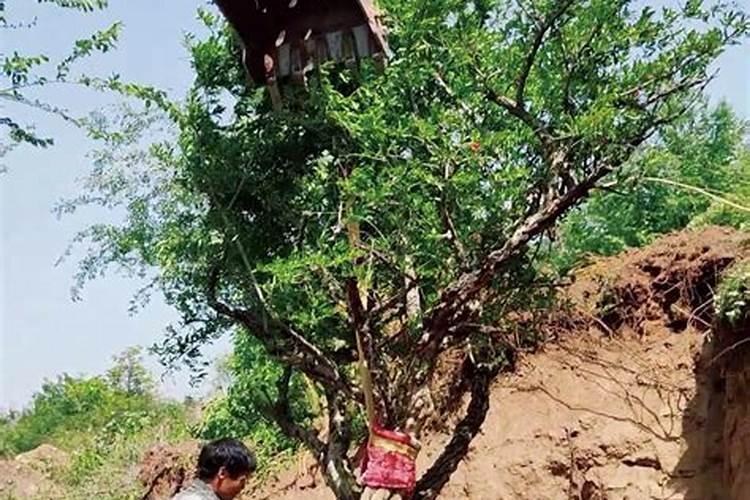 石榴树施肥时间和方法