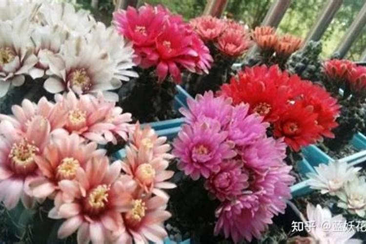 关于平衡水溶肥的问题,这篇文章告诉您!