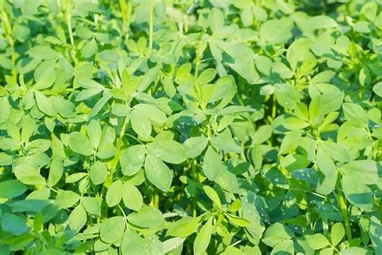 兰州百合种植方法