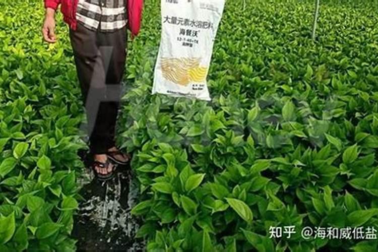 黑松盆景的松针发黄枯萎了,是什么情况？该怎么解决？