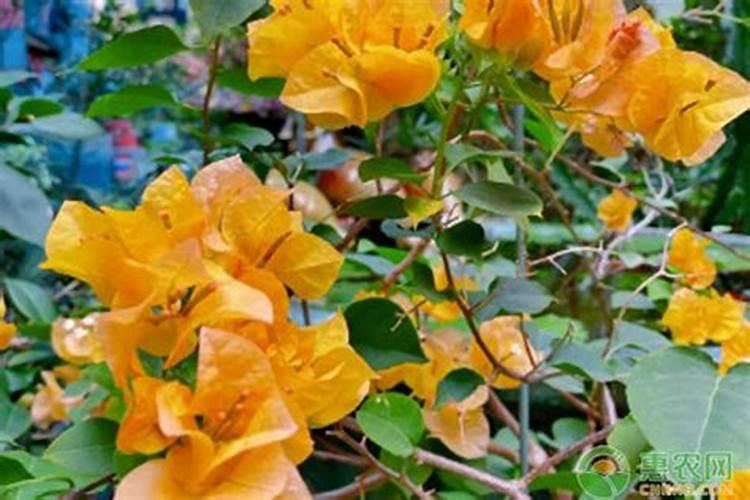 60年代河南化肥厂排名及价格表