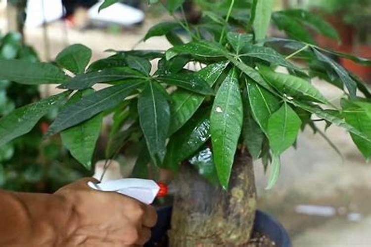野山茶的功效与作用
