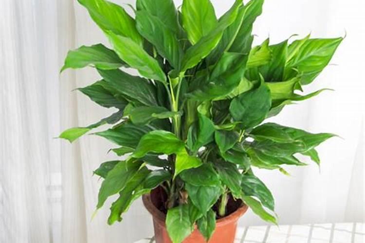 万年青吉利红怎么养