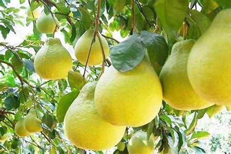 柚子籽怎么种成柚苗,怎么施肥？撒什么农药？