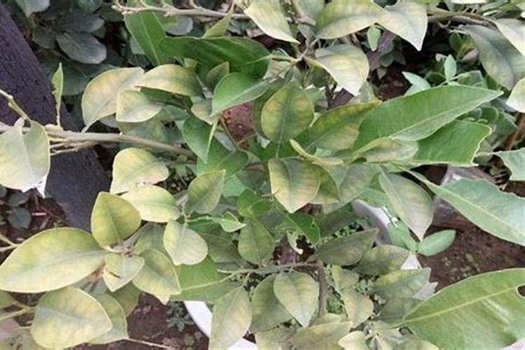 竹子种在院子的什么位置好