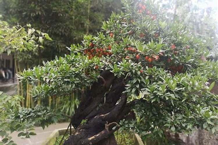 长丰樱花小镇最佳观看时间