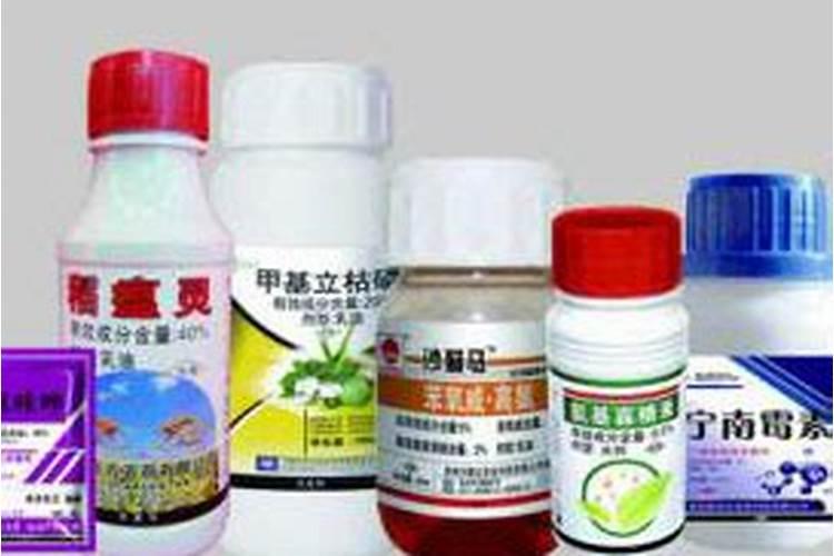 生姜地里用什么药有菌