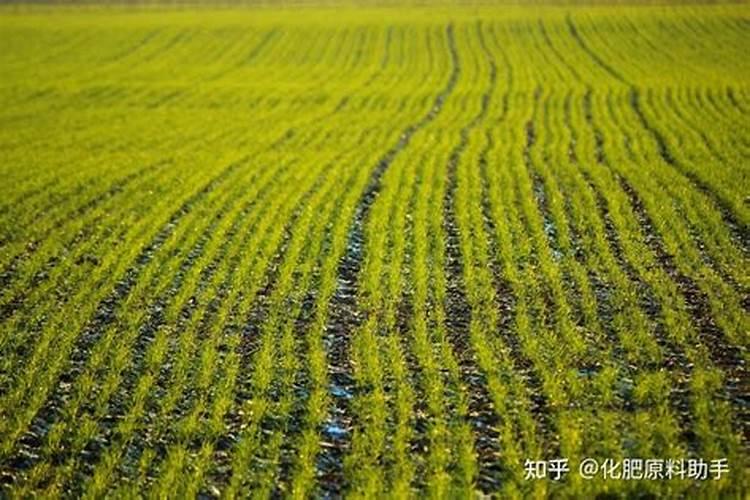 玉米肥害最佳解决方法