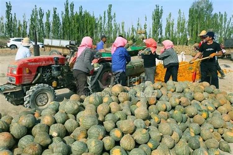 海藻肥的利用率是多少