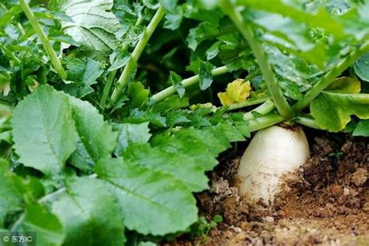 请问老师种白菜萝卜,施什么肥？