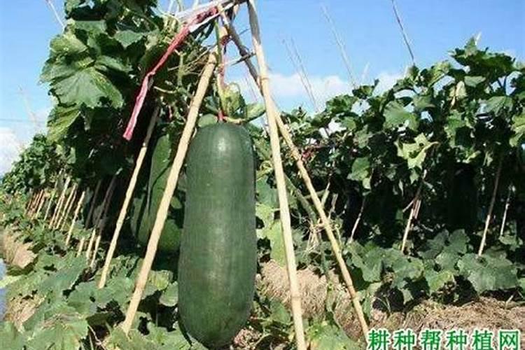 黑皮冬瓜种植技术与管理