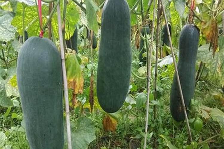 给黑皮冬瓜冲施磷酸二氢钾,能不能让它多结果呢？