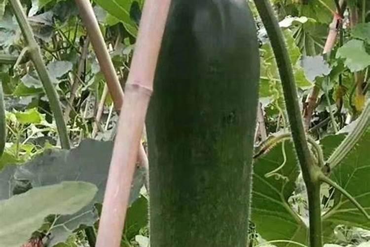 黑皮冬瓜品种哪个好？黑皮冬瓜种植技术