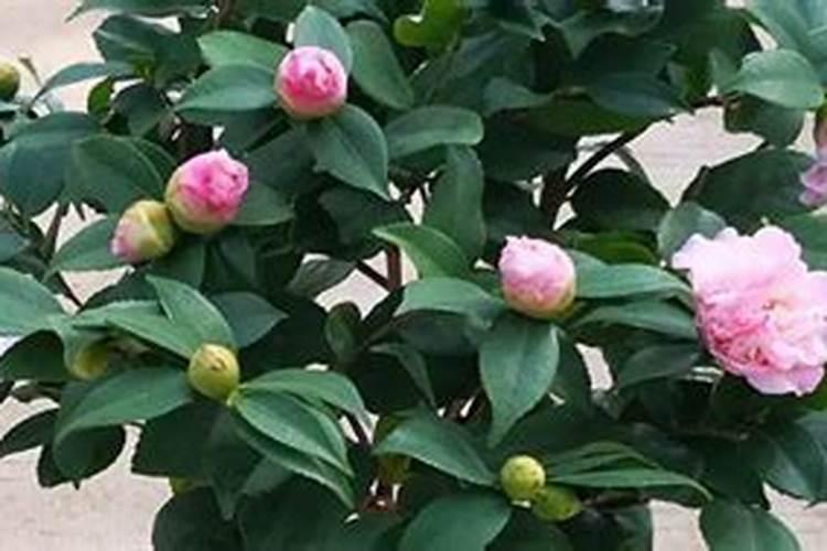 花败后的茶花如何修剪下次花开更旺