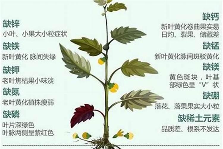 硅肥什么时候施最佳