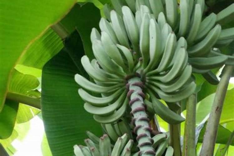 中国大量元素水溶肥品牌排行榜