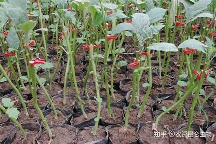 一年扦插葡萄苗什么时候移栽 一年扦插葡萄苗什么时候移植