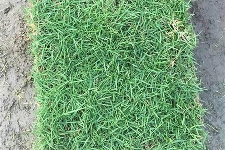 马尼拉草坪怎么养护？