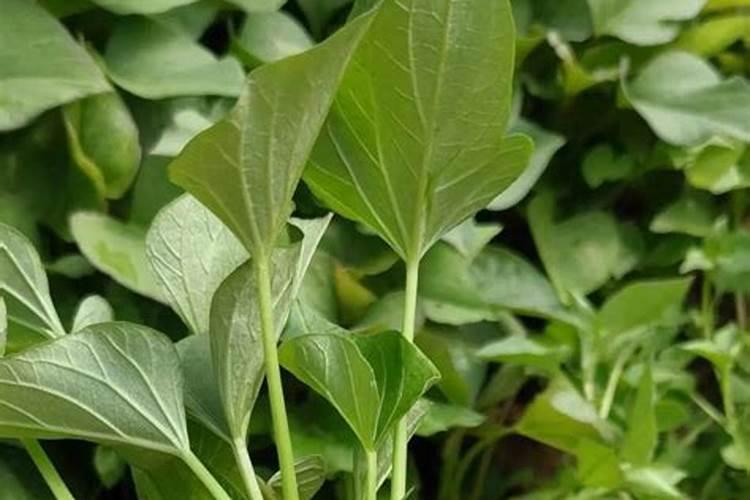 红薯采收前二十天叶面绿油油还需灌高钾肥吗